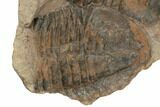 Asaphid Trilobite With Partials - Taouz, Morocco #195824-3